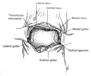 Figure 1. Ankle anatomy.