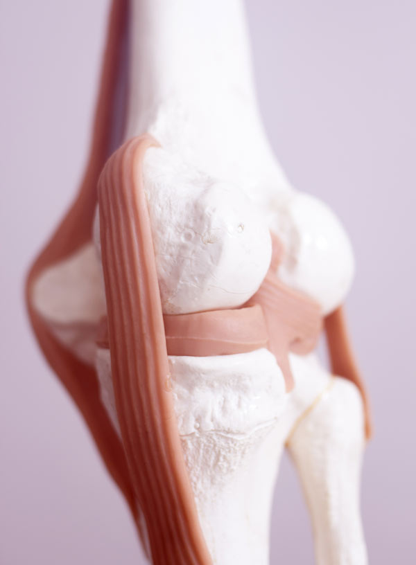 UMiami Scientists to Develop Bioengineering Approach for Meniscus Tear Repairs