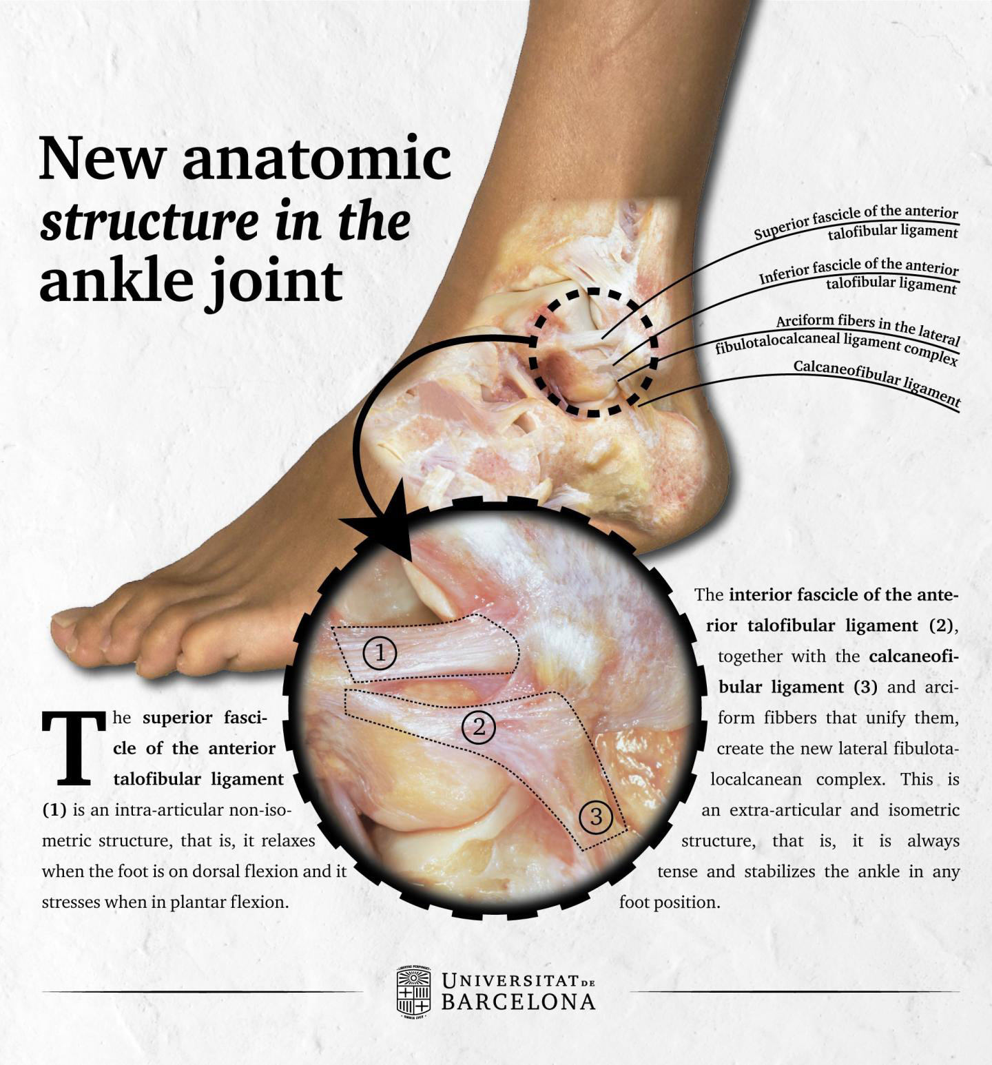 Barcelona Researchers Describe New Anatomic Structure In Ankle