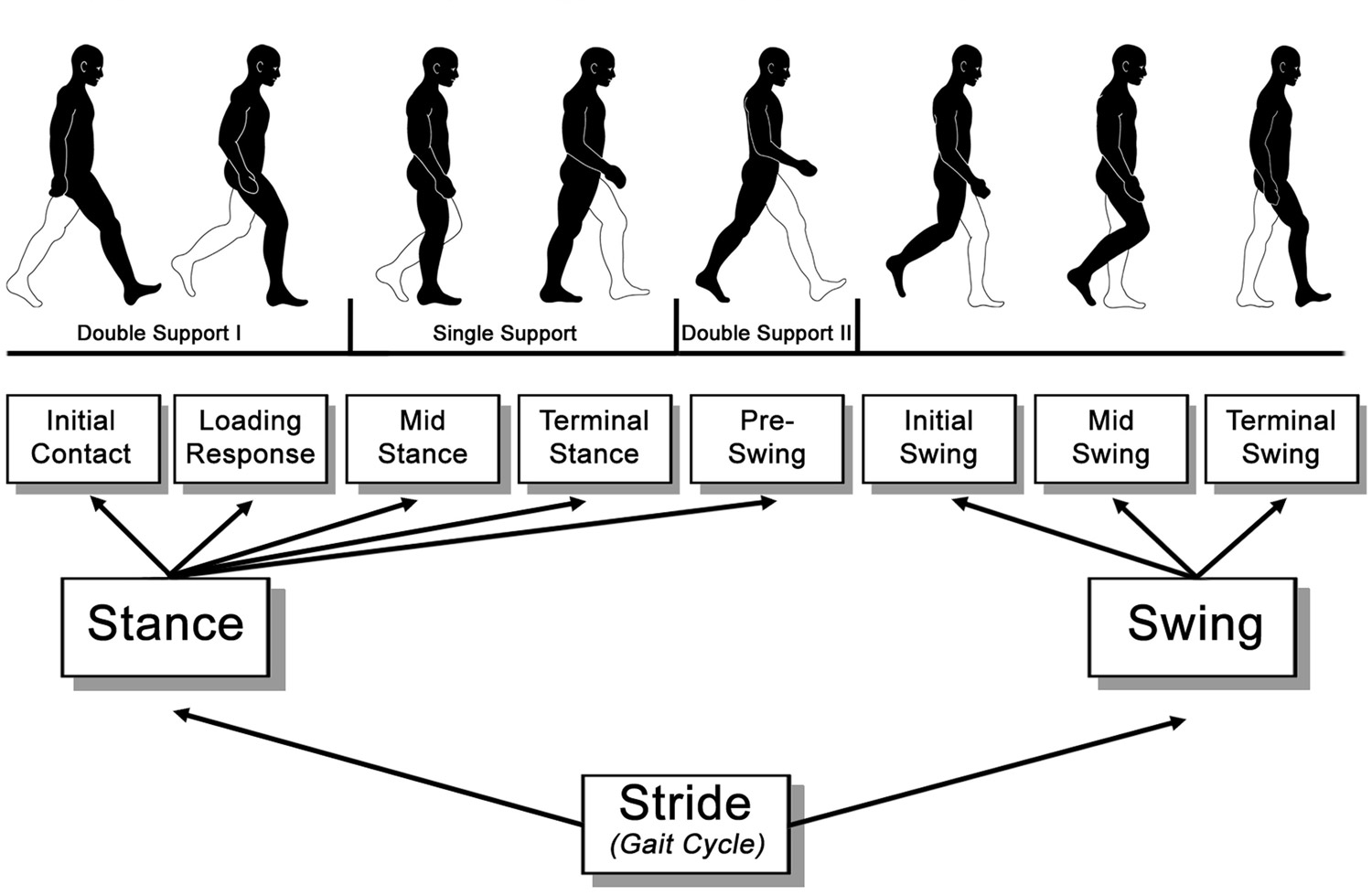 Gait and Balance Dysfunction in Older Adults: Challenges and Interventions