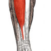 Benefits of a Foot Orthosis During a Step-descent Task on Kinematics, Kinetics, and Activation of Muscle