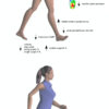 Study Shows Heel Lifts Affect Biomechanics, Muscle Function