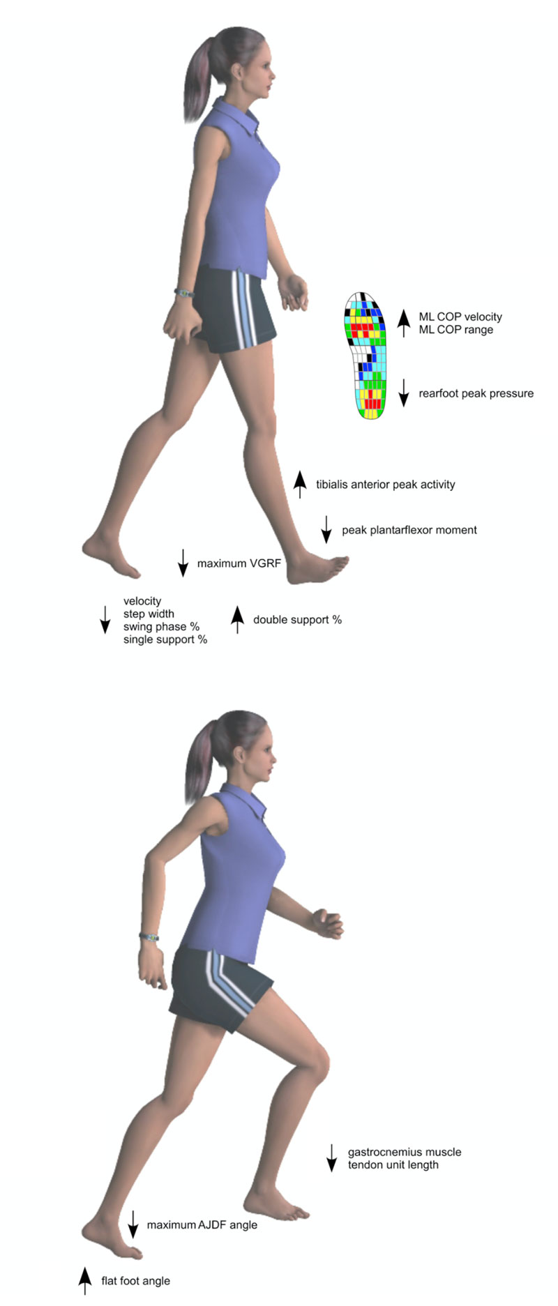 Study Shows Heel Lifts Affect Biomechanics, Muscle Function