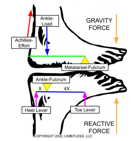 What If the Ankle Is More Than a Class 2 Lever?
