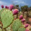 Prickly Pear Fruit Juice Improves Mobility