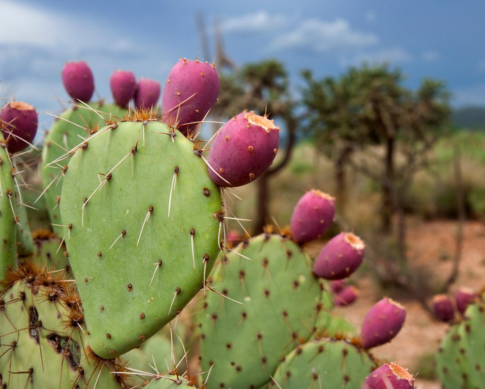 Prickly Pear Fruit Juice Improves Mobility