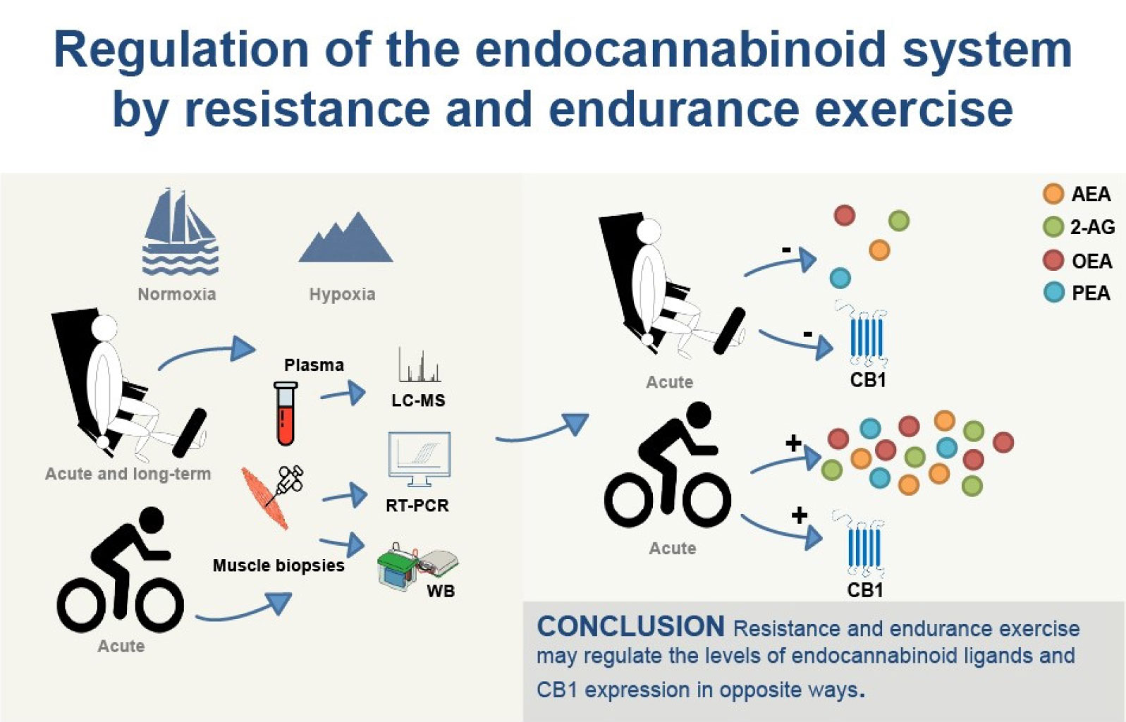Endocannabinoid System & Skeletal Muscle