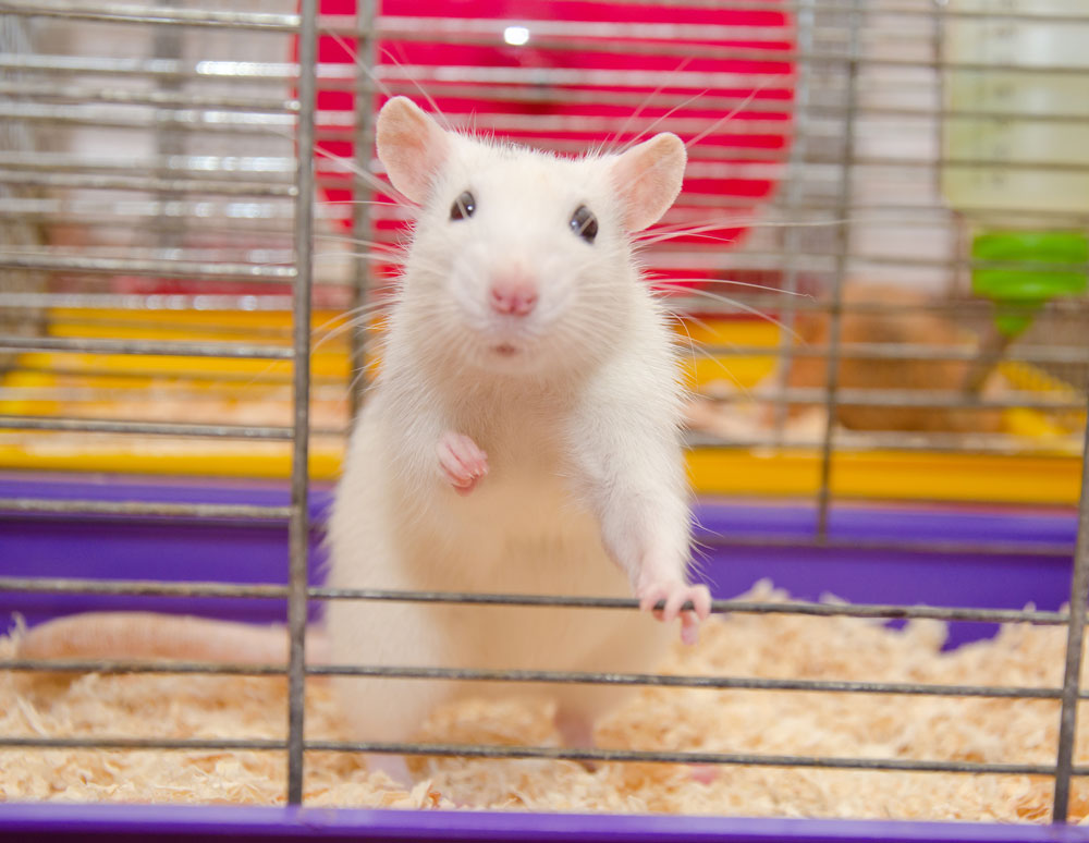 Reduced bone quality linked to social isolation in mice study