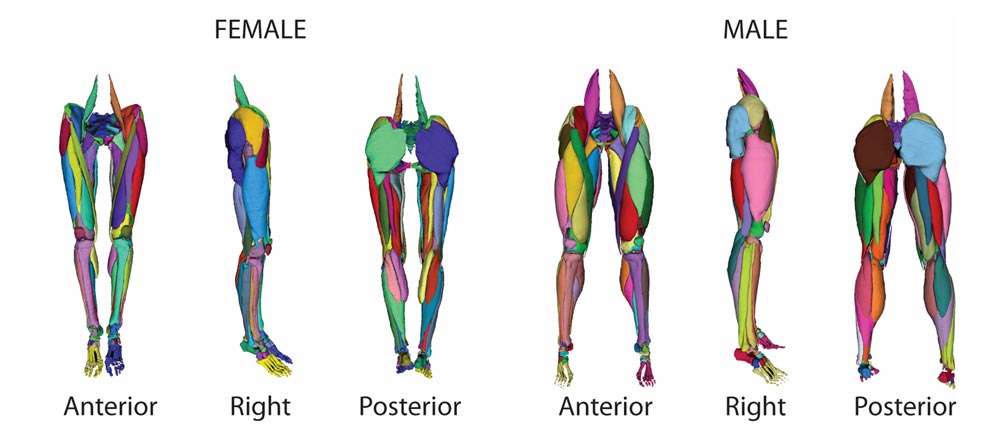 Online Library of 3D Lower Extremity Musculoskeletal Geometry