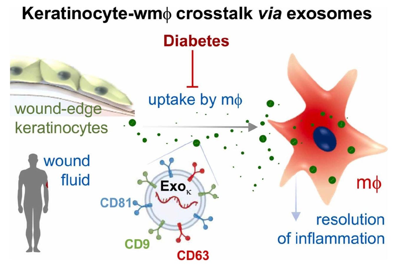 Dysfunctional Exosomes Involved in Chronic Inflammation in Diabetic Wounds