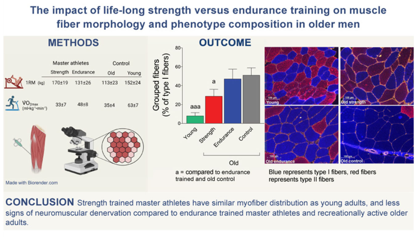 Strength Training Preserves Aging Fast-twitch Musculature