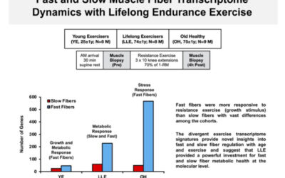 Who Knew? Lifelong Exercise Affects Muscle Fibers