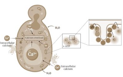 Molecular Machines Could Treat Foot Fungus