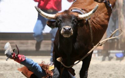 Professional Bull Riding Is a Growing Sport