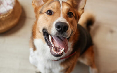 Dog-Related Falls Affecting the Lower Extremity Treated at United States Hospital Emergency Departments