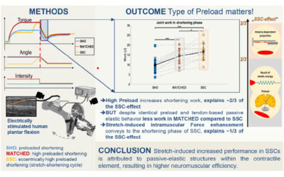 The Impact of Eccentric Preload on Muscle Performance