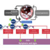 MPFF Introduced into U.S. for Venous & Lymphatic Disease