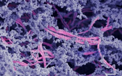 New Biomaterial Promotes Cartilage Growth