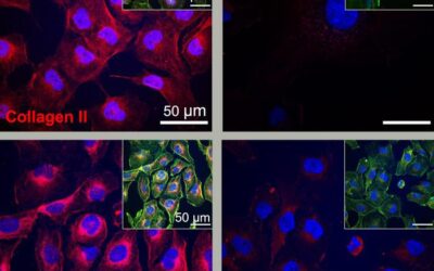Dancing Molecules Heal Cartilage Damage