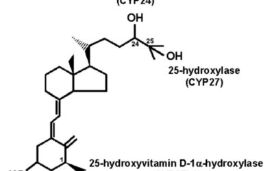 Association of Vit D with Sarcopenic Obesity Risk