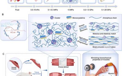 Biomimetic Artificial Muscle Properties Similar to Natural Muscle Tissue