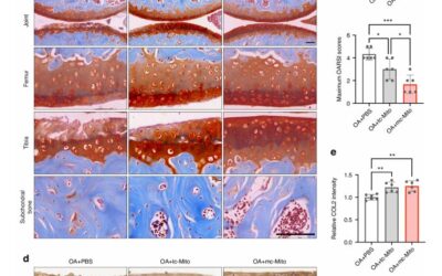 New Method Creates 854x More Mitochondria, Offering Hope for Cartilage Regeneration