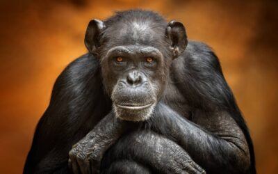 Primates and Rodents Heal 3 Times Faster Than Humans