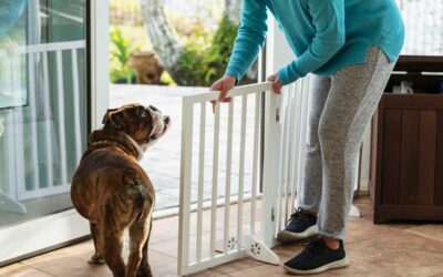 Dog-Item-Related Falls Affecting the Lower Extremity Treated at United States Hospital Emergency Departments