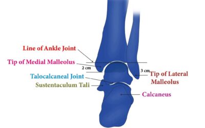 Anatomy-Informed Biomechanics of the Ankle: A 360° Review of Normal and Pathological Function