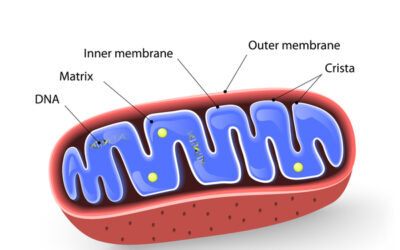 MTPD due to HADHA Variants Masquerading as Charcot-Marie-Tooth Disease