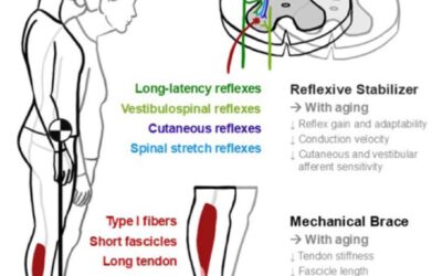 The Neuromechanics of the Soleus for Fall Prevention in Aging