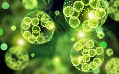 Plant Compound Found to Treat Diabetic Wounds, Foot Ulcers