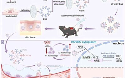 Dual-Targeted Nanotherapy Accelerates Diabetic Wound Repair