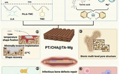 Shape-Shifting Scaffold Fights Infection, Rebuilds Bone